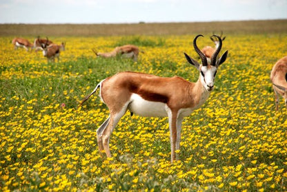 Deer on a Yellow Flower Field Photograph Print 100% Australian Made