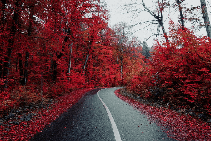 Road Covered Autumn Red Leaves Trees Forest Photograph Print 100% Australian Made