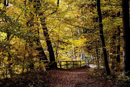 Bridge in Autumn Tree Forest Photograph Print 100% Australian Made