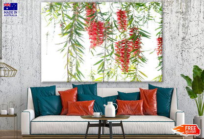 Red Bottle Brush Flower Tree Painting Print 100% Australian Made