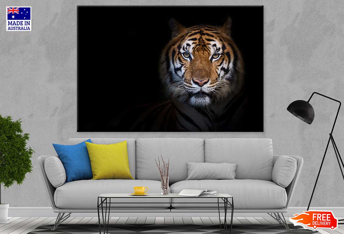 Tiger on Dark View Photograph Print 100% Australian Made