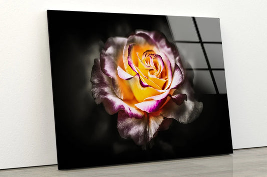 Rose Flower Closeup Photograph Acrylic Glass Print Tempered Glass Wall Art 100% Made in Australia Ready to Hang