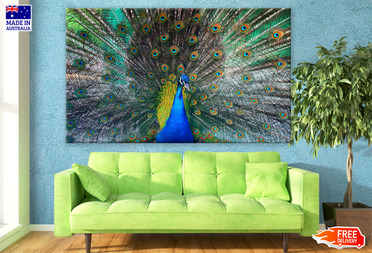 Peacock Portrait Photograph Print 100% Australian Made