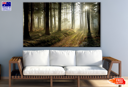 Forest at Twlight Photograph Print 100% Australian Made