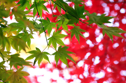 Green Autumn Leaves Closeup Photograph Print 100% Australian Made