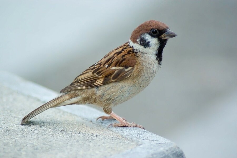 Sparrow Bird Closeup Photograph Print 100% Australian Made