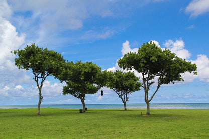 Hawaii Oahu Trees Near Sea Photograph Print 100% Australian Made