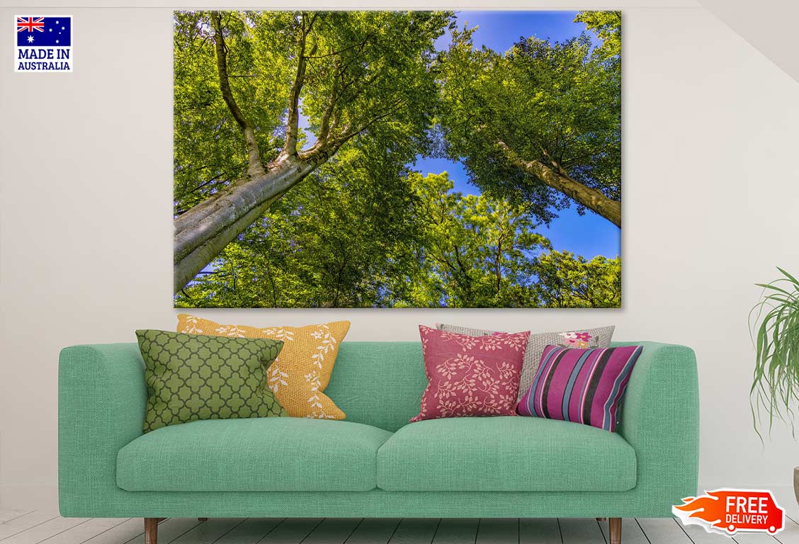 Trees View From Below Photograph Print 100% Australian Made