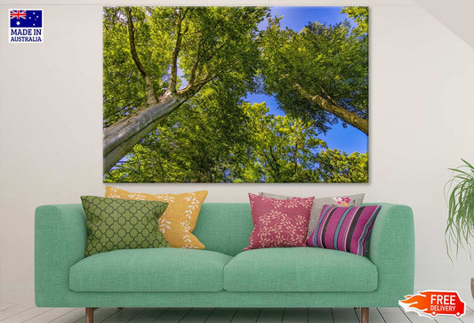 Trees View From Below Photograph Print 100% Australian Made