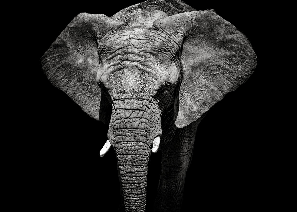 Elephant on Dark B&W Photograph Print 100% Australian Made