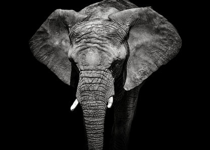 Elephant on Dark B&W Photograph Print 100% Australian Made