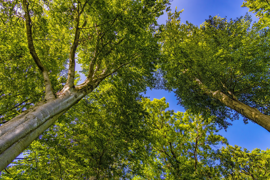 Trees View From Below Photograph Print 100% Australian Made