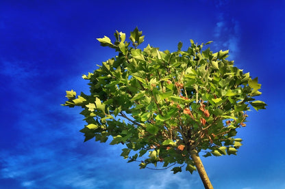 Maple Tree Under Blue Sky Photograph Print 100% Australian Made