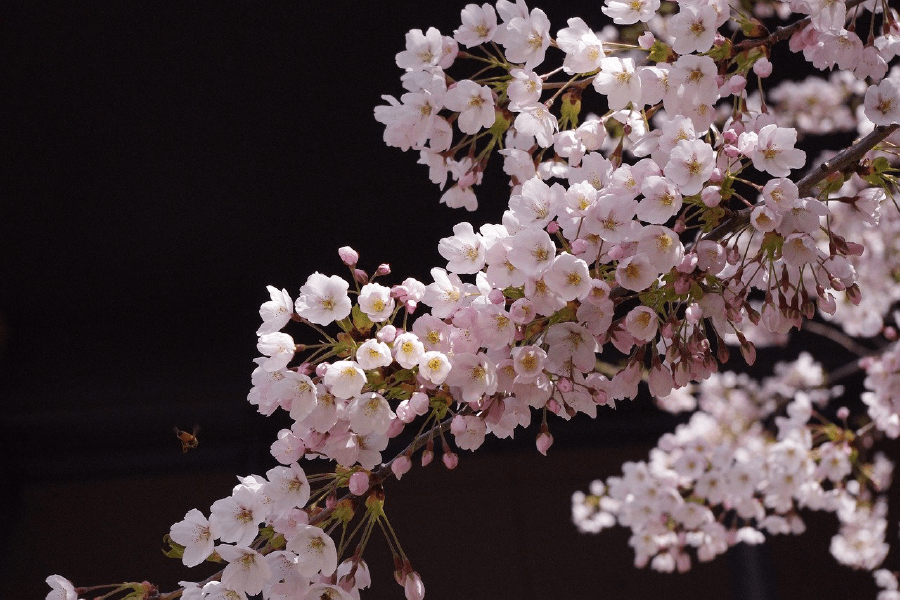 Sakura Flower Tree Closeup Photograph Print 100% Australian Made