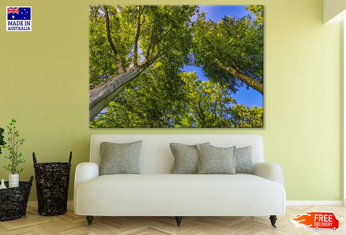 Trees View From Below Photograph Print 100% Australian Made