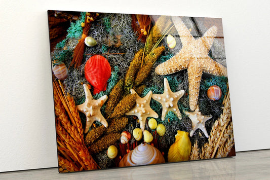 Sea Shells Photograph Acrylic Glass Print Tempered Glass Wall Art 100% Made in Australia Ready to Hang