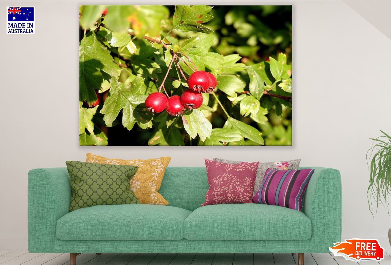 Hawthorn Tree Photograph Print 100% Australian Made