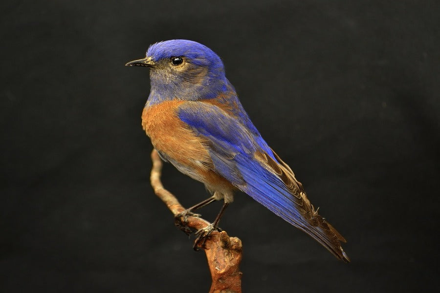 Blue and Brown Bird on Tree Trunk Photograph Print 100% Australian Made