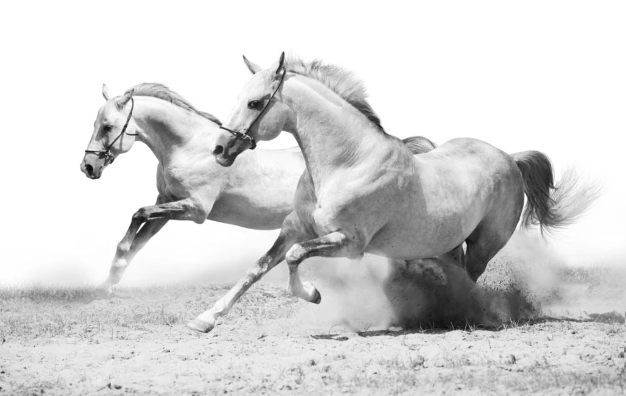 Horses Running B&W Photograph Home Decor Premium Quality Poster Print Choose Your Sizes