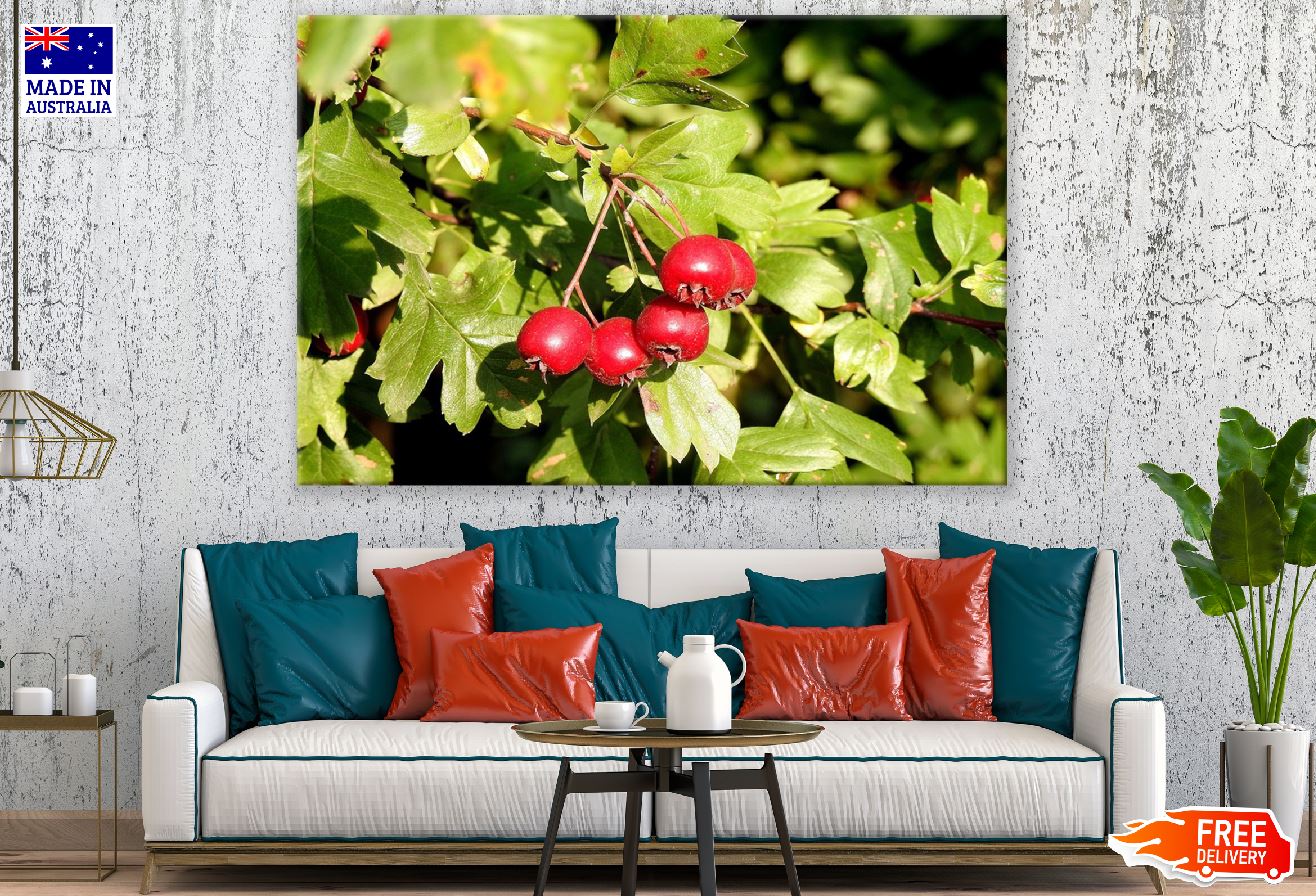 Hawthorn Tree Photograph Print 100% Australian Made