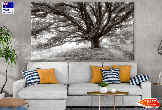 Huge Single Tree B&W Print 100% Australian Made