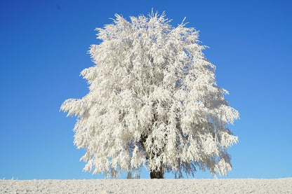 Snow Tree Under Blue Sky Photograph Print 100% Australian Made