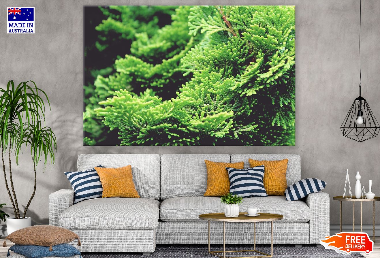 Creeping Juniper Cypress Photograph Print 100% Australian Made