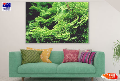 Creeping Juniper Cypress Photograph Print 100% Australian Made