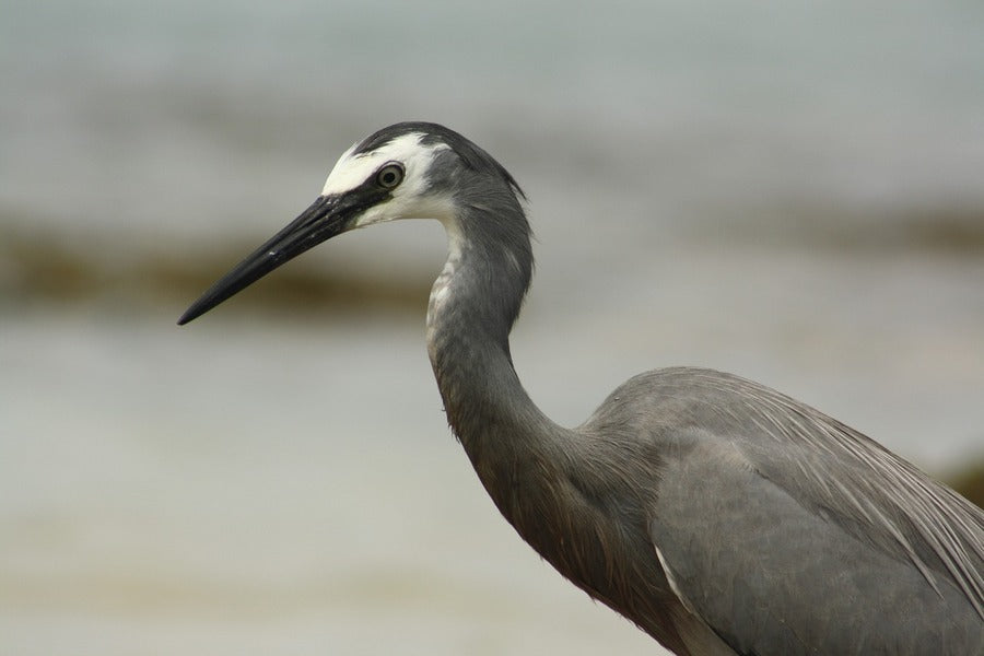 White Faced Heron Closeup Photograph Print 100% Australian Made