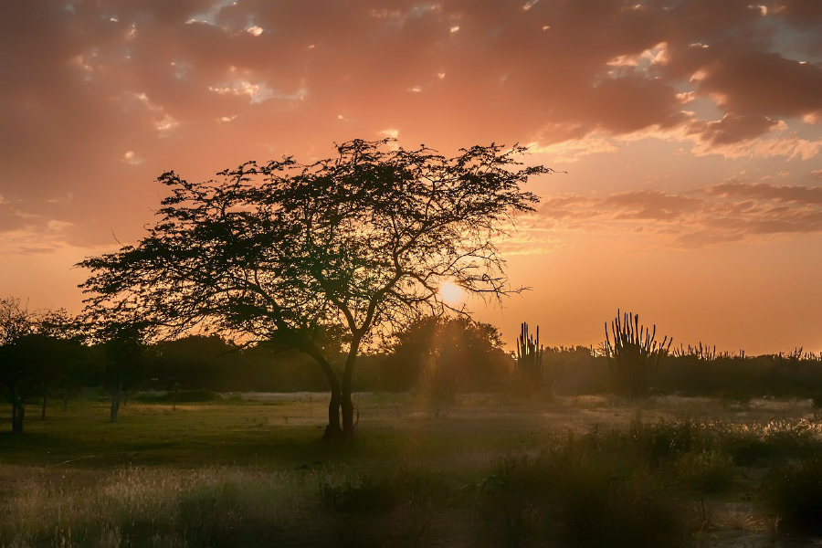 Sunrays & Trees Photograph Print 100% Australian Made