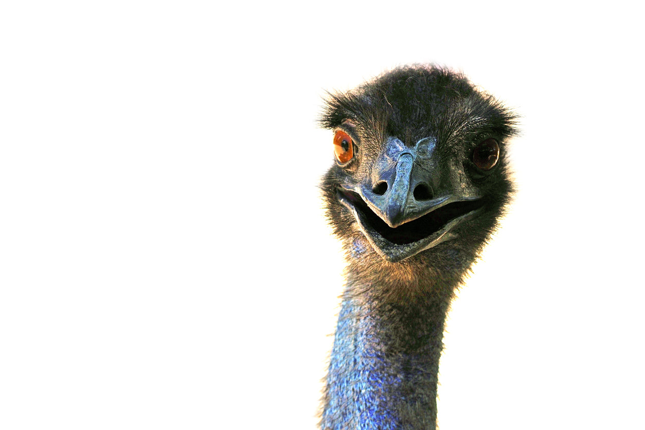 Ostrich Face Closeup Photograph Print 100% Australian Made