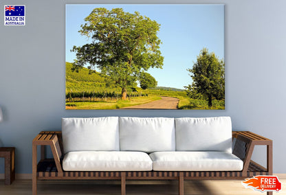 Trees with Pathway Photograph Print 100% Australian Made