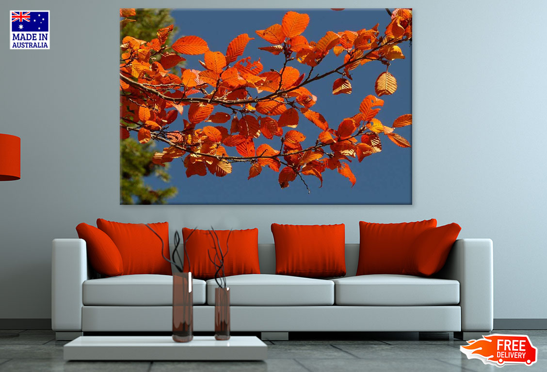 Orange Leaves Tree Closeup Photograph Print 100% Australian Made