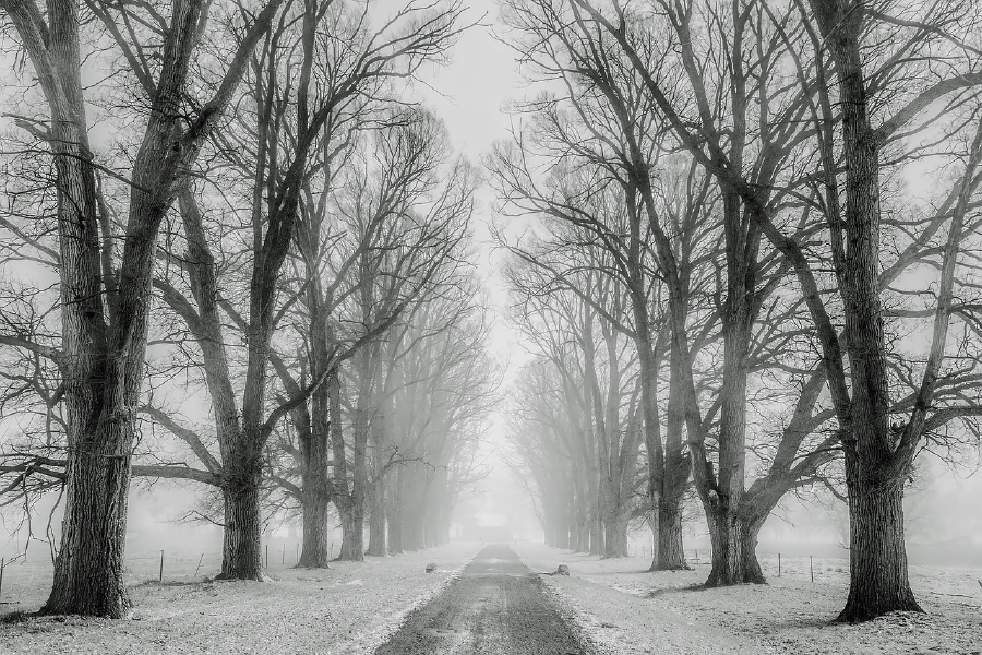 Road with Snow Covered Trees Photograph Print 100% Australian Made