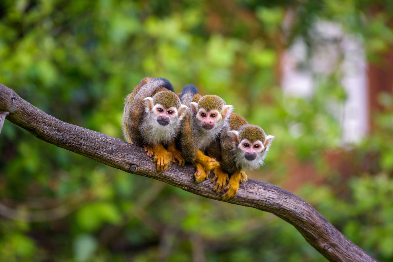 Funny Squirrel Monkeys Photograph Print 100% Australian Made