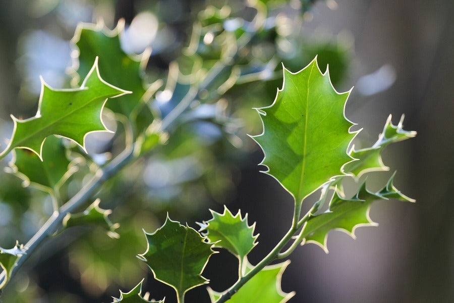 Ilex Tree Leaves Photograph Print 100% Australian Made