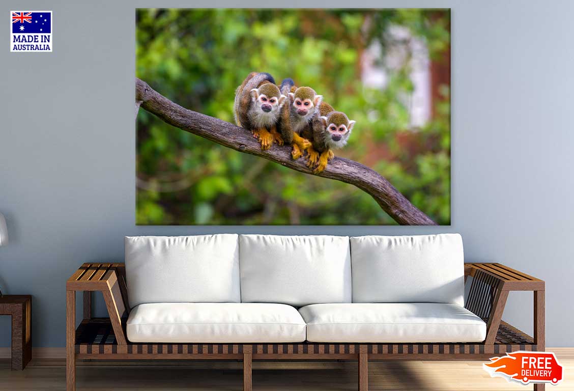 Funny Squirrel Monkeys Photograph Print 100% Australian Made