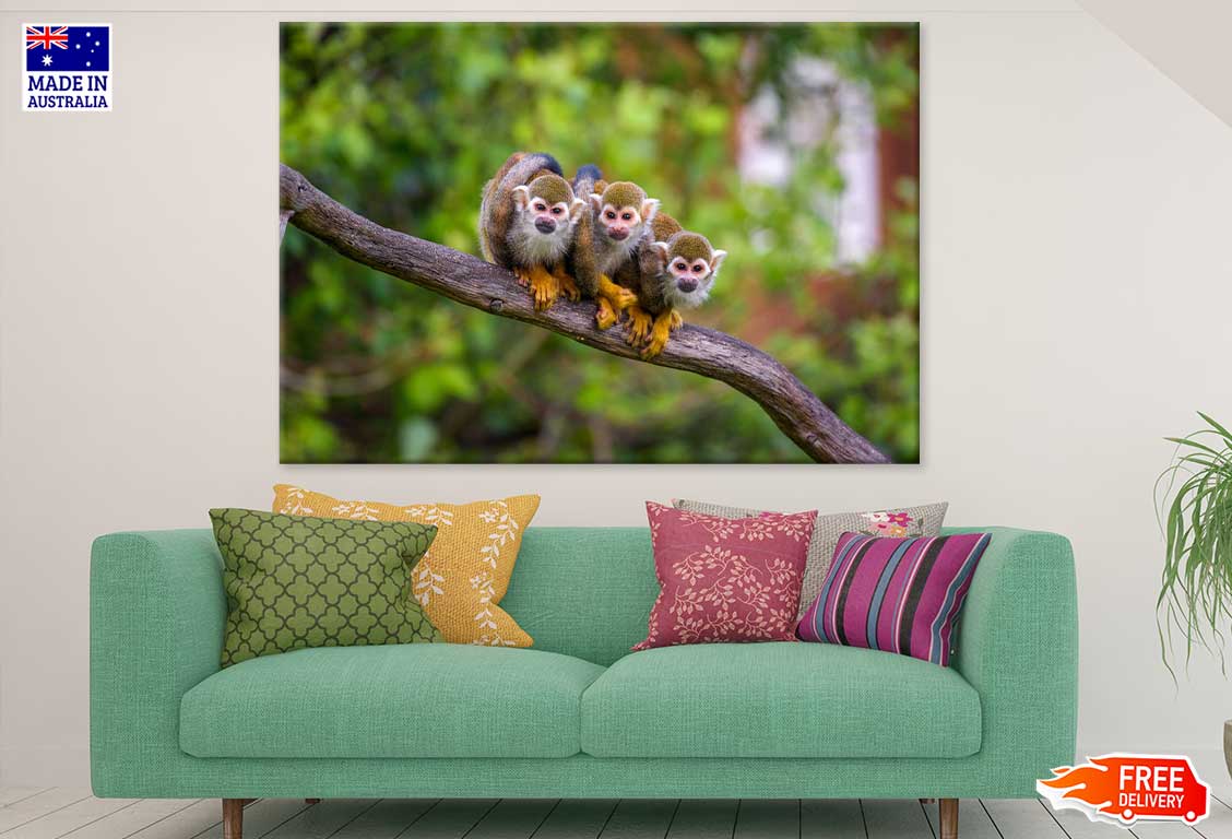 Funny Squirrel Monkeys Photograph Print 100% Australian Made