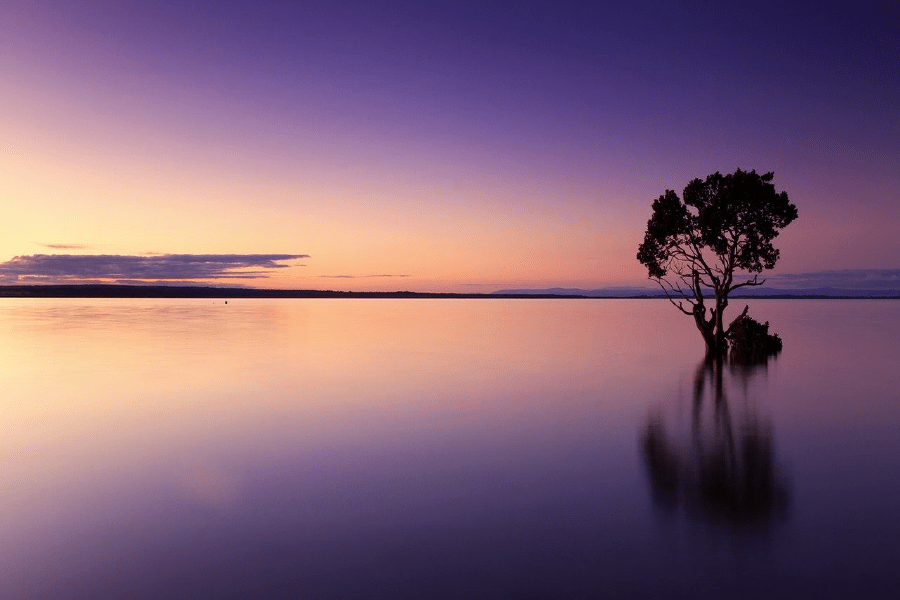 Tree View From Sea Sunset Photograph Print 100% Australian Made