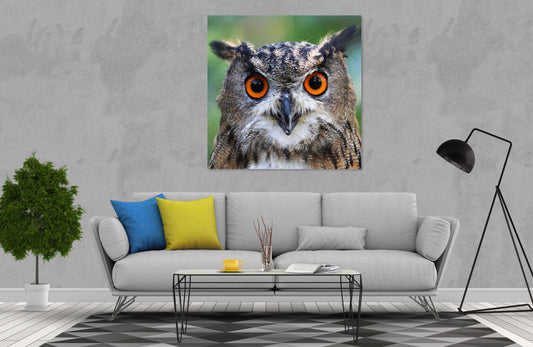 Owl Print 100% Australian Made