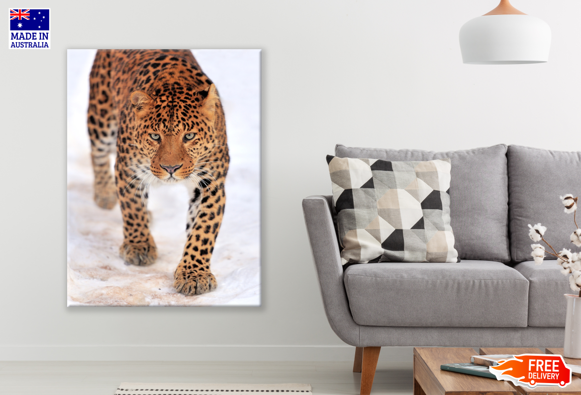 Leopard Walking Photograph Print 100% Australian Made