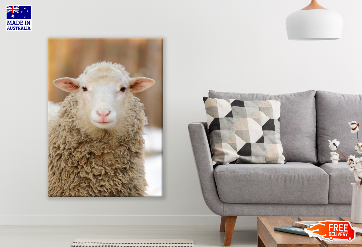 Sheep Face Portrait Photograph Print 100% Australian Made