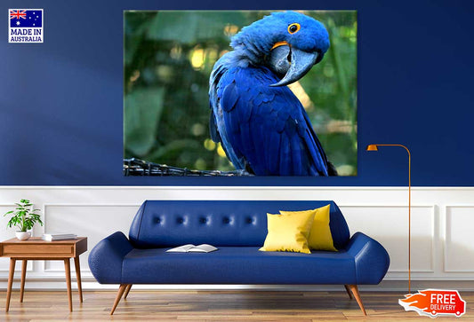 Blue Macaw Closeup Photograph Print 100% Australian Made