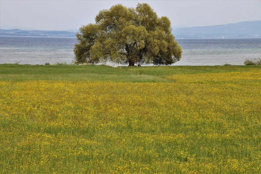 Tree on Grass Field Near Lake Photograph Print 100% Australian Made