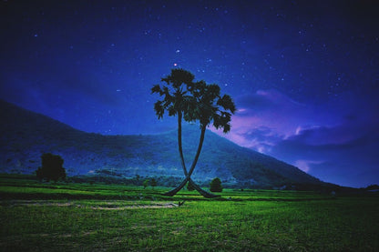 Landscape Palm Trees at Night Photograph Print 100% Australian Made