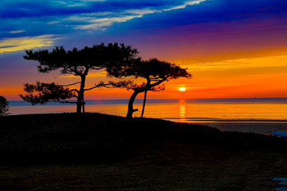 Trees Near Sea Sunset Photograph Print 100% Australian Made