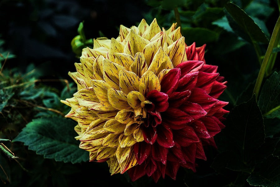 Yellow & Red Dahlia Flower Photograph Print 100% Australian Made