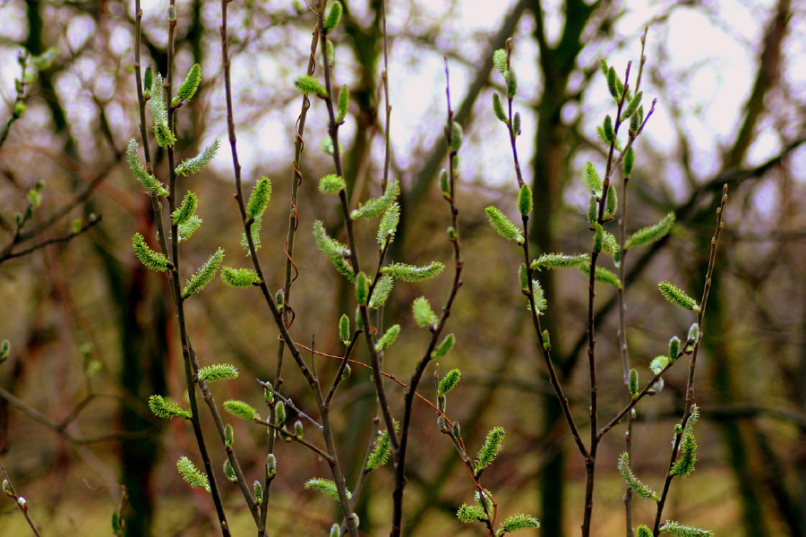 Plants Closeup Photograph Print 100% Australian Made