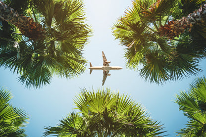 Flight over Palm Trees Photograph Print 100% Australian Made