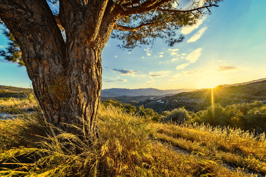 Hills View From Old Tree Sunset Photograph Print 100% Australian Made